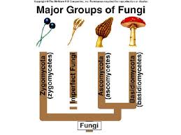 How Are Fungi Classified And Why Taylor 7 Group 7