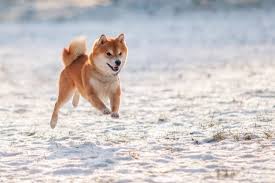 Jeg træner kun med positive træningsmetoder, og ønsker at give hund & ejer den bedste relation, hjælpe ejere med at forstå deres hunde bedre, til at få et godt og problemfrit liv sammen. Japanischer Hund Die Schonsten Rassen