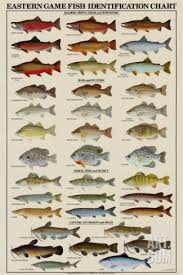 Eastern Gamefish Identification Chart Art Print Landens