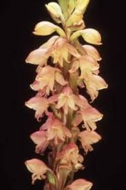 Image result for Satyrium macrophyllum