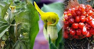 Image result for Arisaema