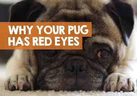 Dry eyes in dogs can be caused by a number of factors. Why Does My Pug Have Red Eyes Or Bloodshot Eyes