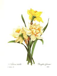 Lovely Botanical Flower Print Yellow Narcissus Flower Print Etsy In 2020 Botanical Flowers Print Botanical Flowers Yellow Flower Art