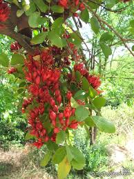 Image result for Schotia capitata