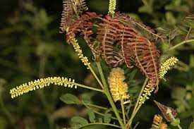 Image result for Adenopodia schlechteri