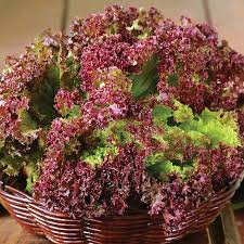 Voeg er nog een heerlijke honingmosterd dressing aan toe en smullen maar maar de sla is ook super lekker op diverse belegde broodjes of sandwiches. Lettuce Lollo Rossa Loose Leaf Seeds Thompson Morgan