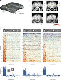 Before undergoing an ipo, a company must go through an extensive ipo process, including meeting certain requirements as set by the securities and exchange. The Macaque Face Patch System A Turtle S Underbelly For The Brain Nature Reviews Neuroscience