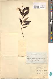 Image result for Napoleonaea gossweileri