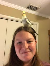 Our family macaw was taken from my parents house (corner of Herrick and  Brownell/Arroyo ) in San Fernando around 9:05am this morning. If anyone saw  anything or has any info, please contact