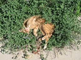 Help cat promote exercise and gastrointestinal peristalsis. Why Cats Go Crazy For Catnip And Silver Vine Meowingtons