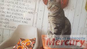 Escape your everyday with your favourite animals and enjoy a coffee, tea or some delicious food. Norfolk S First Cat Cafe Is A Vintage Themed Cat Petter S Paradise Great Yarmouth Mercury