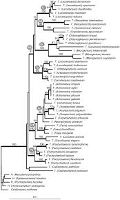 Image result for Trichomanes crispiforme
