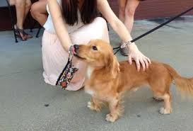 Dachshund mix puppies for sale in illinois. Golden Retriever Dachshund Mix For Sale Petswithlove Us