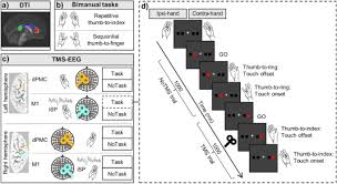 Demeter eventually received permission to take a look at the documents pertaining to the flight schedule of these planes and found that, at the beginning of september, flóra orbán. Asymmetric Transcallosal Conduction Delay Leads To Finer Bimanual Coordination Brain Stimulation Basic Translational And Clinical Research In Neuromodulation