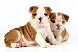 Elvis the bulldog puppy reads his mom the riot act. Englische Bulldoggen Welpen Welpenknigge De