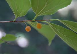 Image result for Celtis sinensis