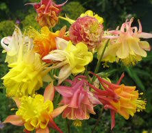 Image result for Aquilegia pompom mix