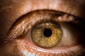 Hazel Olive Green Eye Iris Apple Amber Amber Eyes Olive Green Eyes Hazel Eyes