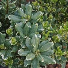 Pittosporum varieties include tall hedging plants as well as low growing types suited to containers. Variegated Pittosporum Pittosporum Tobira Variegata Zone 8