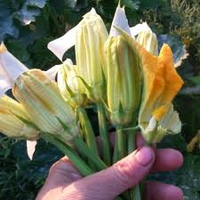 (if you prefer, you can also leave the male flower in place and use a cotton swab or small paintbrush to make the pollen transfer.) repeat the process on other zucchini plants. Seeds Of Diversity Visit Our Website Forward To A Friend Join Us Donate View This Newsletter In Your Browser Back To July 2020 Newsletter Hand Pollination For Squash This Article Is Part Of Seeds Of Diversity S Squash Hand Pollination Program We Have