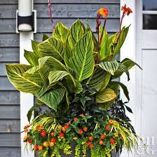 A container will keep it well under its natural size of 15 feet high and 4 feet wide. Tropical Flowers For Your Patio Better Homes Gardens