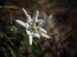 Edelweiss Meaning What Is The History Behind The Flower Of Alps