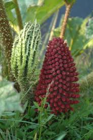 Image result for Gunnera