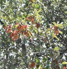 Image result for Combretum collinum