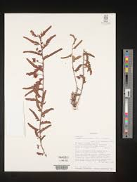 Image result for Chamaecrista fenarolii