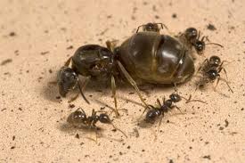 نتیجه جستجوی لغت [ants] در گوگل