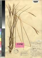 Image result for Digitaria maitlandii