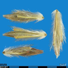 Image result for Hyparrhenia gazensis