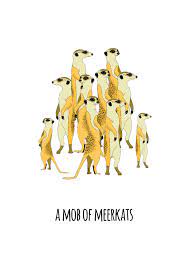 Jennifer Skelly A Compendium Of Collective Nouns Available At Thebigdesignmarket Com Kitten Drawing Book Illustration Art Meerkat Cartoon