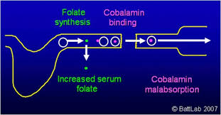 Image result for Serum Folate