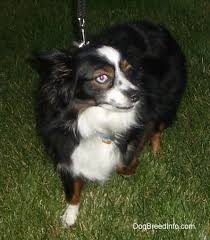 We did not find results for: Miniature Australian Shepherd Dog Breed Pictures 1