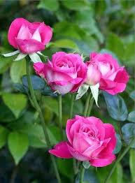 Simply beautiful, located in gilmer, texas, is at u.s. Pin By Erme On 1 A File General Beautiful Roses Beautiful Pink Flowers Blooming Flowers