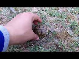 كيف تجد السلاحف بالطبيعة عملية بحث عن سلحفاة