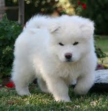 Black And White Akita Puppy For Sale Find A New Friend Akita Puppies Cute Dogs Akita Dog