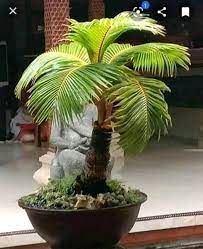 Untuk menghasilkan tumbuhan bonsai yang mempunyai keunikan nilai seni dan estetika tinggi, diperlukan ketelatenan mulai dari penanaman, pembentukan dan. Bonsai Kelapa Photos Facebook
