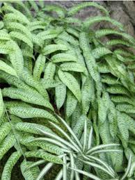 Image result for Coniogramme africana