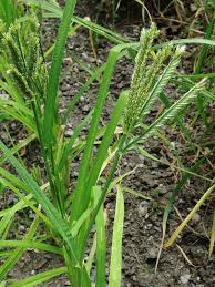 Image result for Eleusine coracana