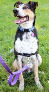 Black And Tan Corgi Mix Hi I M Jakobi I M A 11 Month Old Neutered Male Tricolor Tan Brown Black White Cattle Dog Mix Cattle Dogs Mix Dog Mixes Cattle Dog