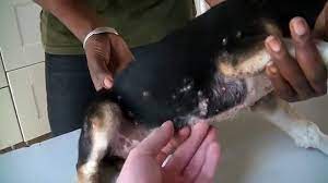 En pressant la peau de l'animal, le vétérinaire fait ressortir les larves. Un Veterinaire Retire Des Dizaines De Vers De Cayor De La Peau D Un Chien Video Dailymotion