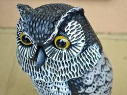 Consejos Para Elegir Un Buho Espantapajaros Que Sea Eficaz En un tiempo se creía que estaban emparentadas con la familia de los halcones, pero en la actualidad se las suele relacionar con otras aves nocturnas, como el chotacabras. consejos para elegir un buho