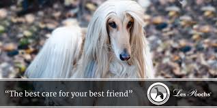 The long hair gives an added. What Is The Best Way To Take Care Of A Dog With Long Hair