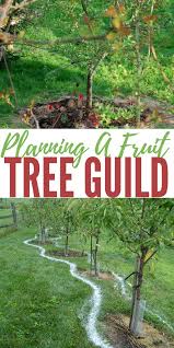 Planning A Fruit Tree Guild Shtfpreparedness Fruit Tree Garden Fruit Trees Backyard Fruit Trees