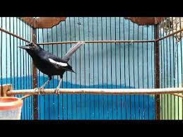 Berikut video terapi/pancingan untuk burung decu wulung atau biasa disebut kacer mini. Suara Burung Kacer Wulung