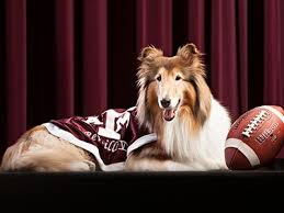 Texas a&m weather broadcasting‏ @tamuweather 19 ч19 часов назад. Reveille Mascot Of Texas A M