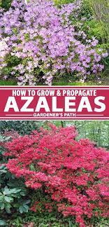 How To Grow And Care For Azaleas Gardener S Path Azaleas Landscaping Azaleas Garden Beautiful Flowers Garden