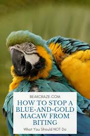 Blue Birds You Can Have As Pets How To Stop A Blue And Gold Macaw From Biting What You Should Do And What You Should Not Do Read Our Article To Learn More Macaw Parakeet Cage Parrot Pet